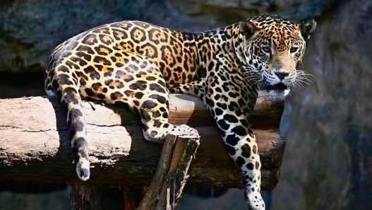 Símbolo de poder en la civilización maya, el jaguar enfrenta hoy una lucha por su supervivencia ante la reducción de su hábitat en la Biosfera Maya. (Foto: Autosafari Chapín / AUN)