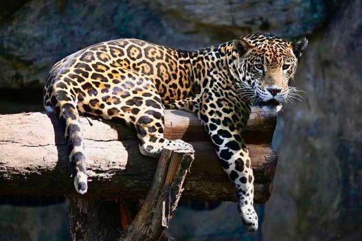 Símbolo de poder en la civilización maya, el jaguar enfrenta hoy una lucha por su supervivencia ante la reducción de su hábitat en la Biosfera Maya. (Foto: Autosafari Chapín / AUN)