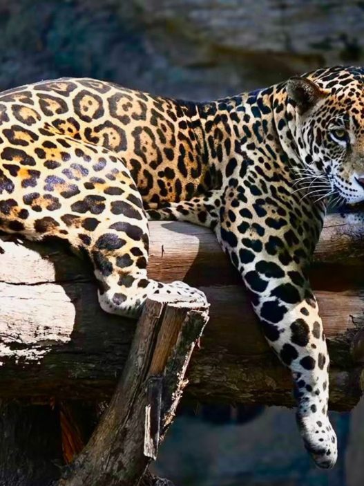 Símbolo de poder en la civilización maya, el jaguar enfrenta hoy una lucha por su supervivencia ante la reducción de su hábitat en la Biosfera Maya. (Foto: Autosafari Chapín / AUN)