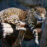 Símbolo de poder en la civilización maya, el jaguar enfrenta hoy una lucha por su supervivencia ante la reducción de su hábitat en la Biosfera Maya. (Foto: Autosafari Chapín / AUN)
