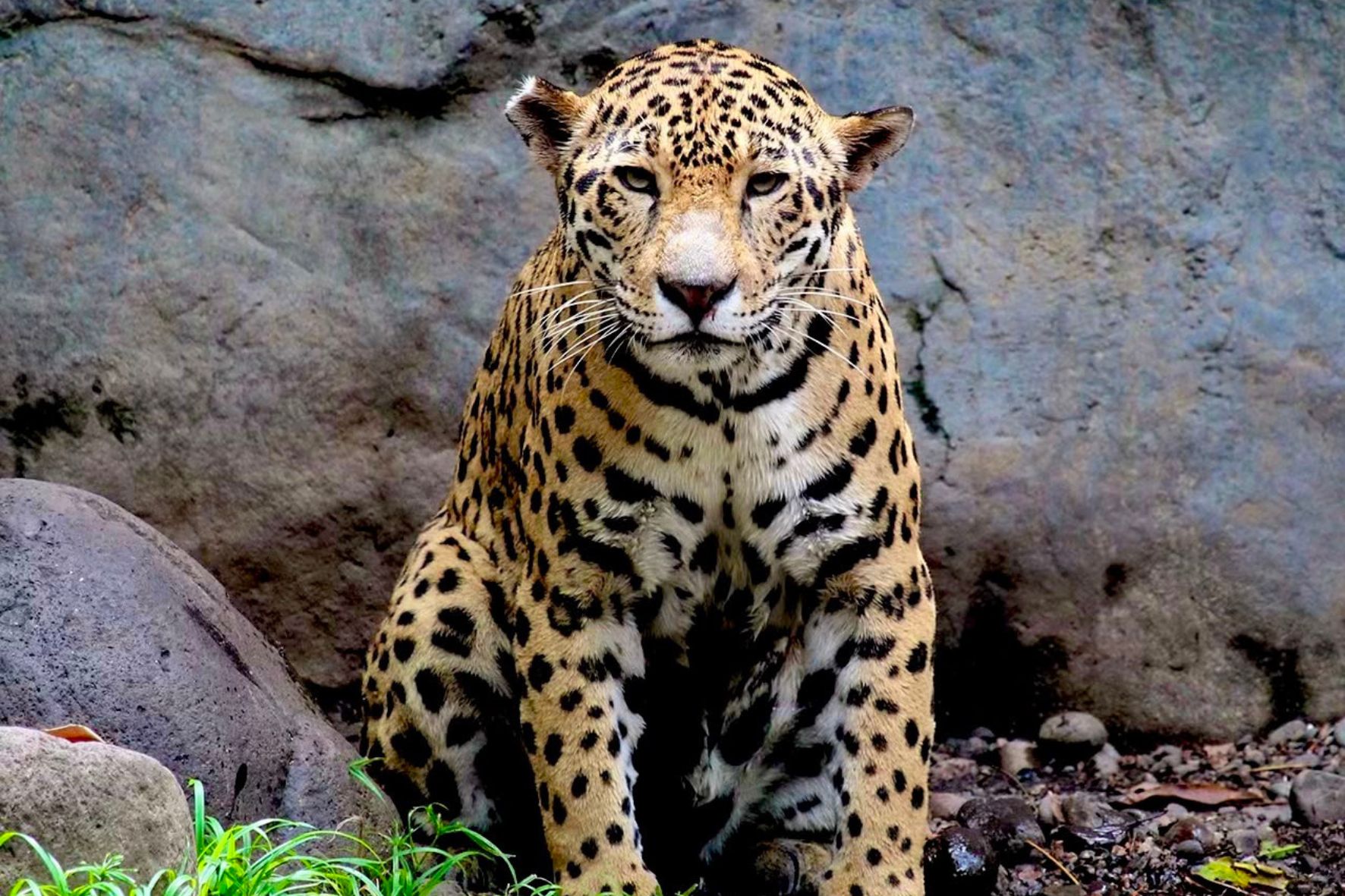 Únicas como huellas dactilares, las rosetas del jaguar le brindan un camuflaje perfecto en la selva, diferenciándolo de otros grandes felinos. (Foto: Autosafari Chapín / AUN)