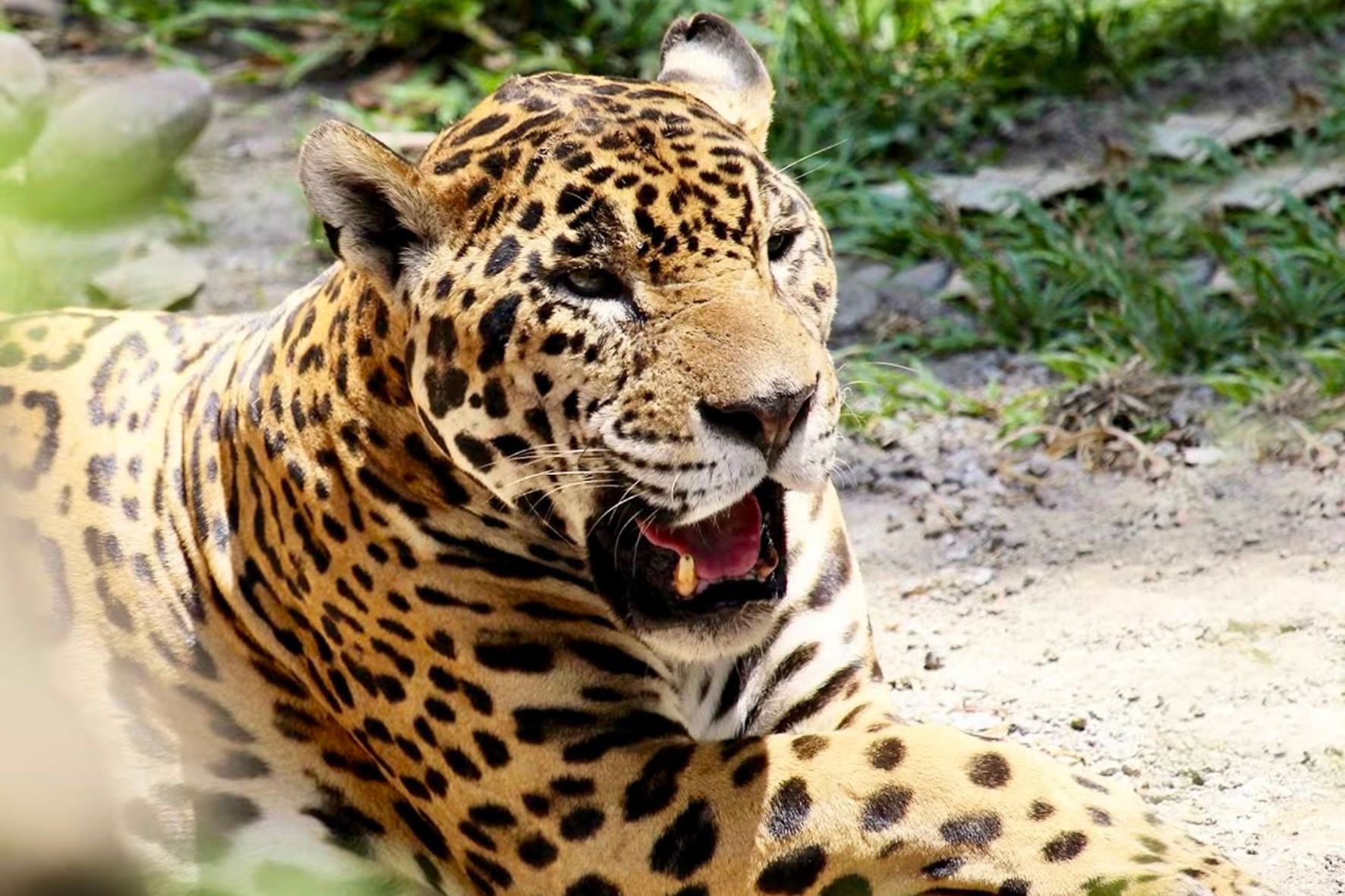Con una población estimada de apenas 1,000 a 1,200 ejemplares en el país, la especie sobrevive en áreas protegidas con requerimientos ecológicos muy específicos. (Foto: Autosafari Chapín / AUN)