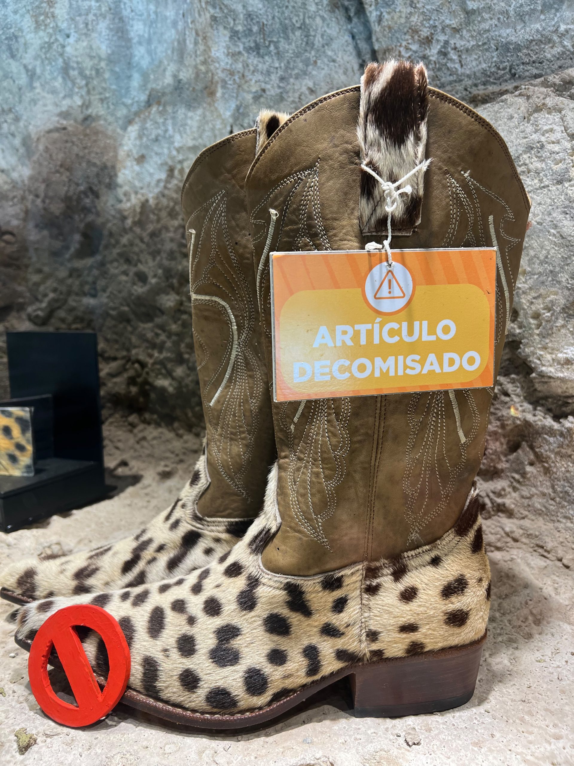 La expansión humana y la cacería de sus presas naturales obligan a esta especie a acercarse a asentamientos poblados, incrementando su vulnerabilidad. (Foto: Kélita Pérez / AUN)