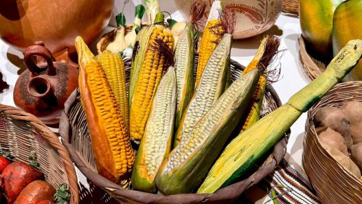 El maíz ocupa alrededor del 10.19 % del territorio nacional, con más de 1.1 millones de hectáreas cultivadas, según datos del MAGA. (Foto: Kélita Pérez / AUN)