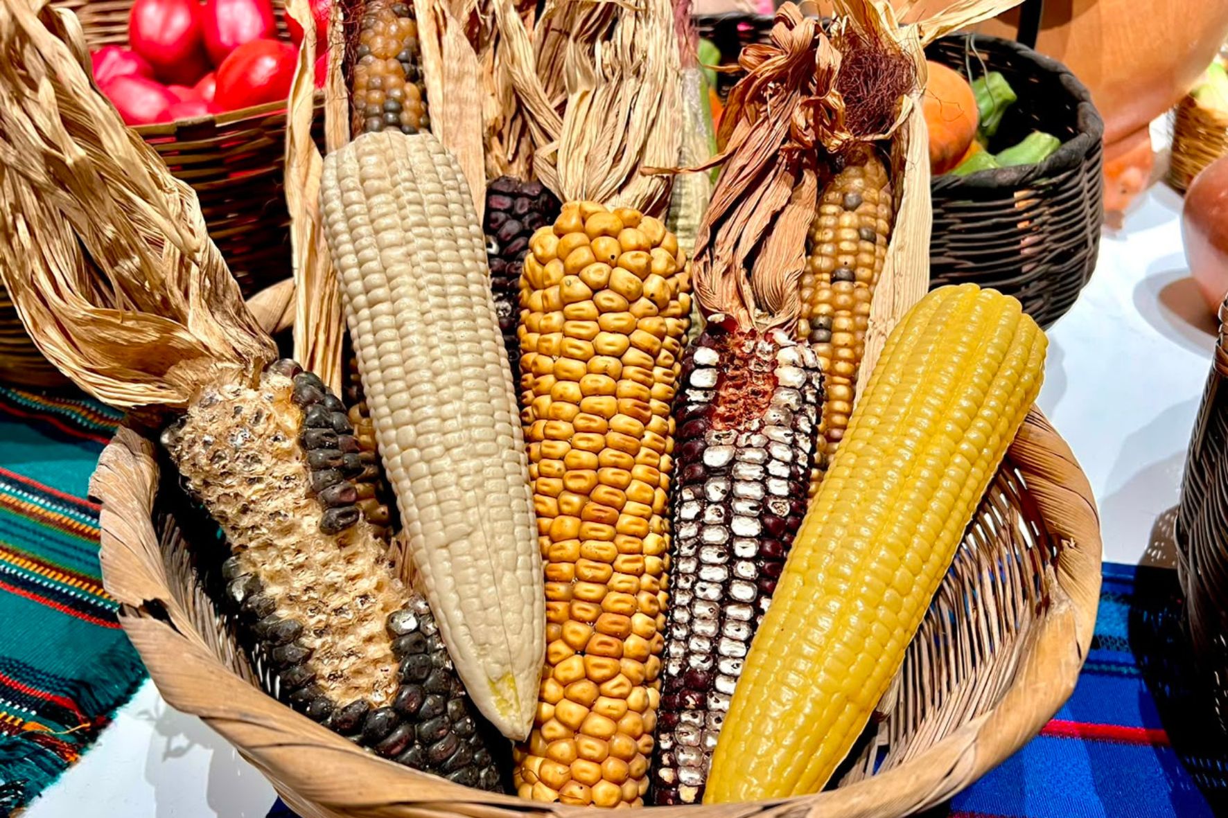 La producción de maíz en Guatemala se concentra principalmente en pequeñas extensiones de tierra, por lo que se considera un cultivo de minifundio. (Foto: Kélita Pérez / AUN)