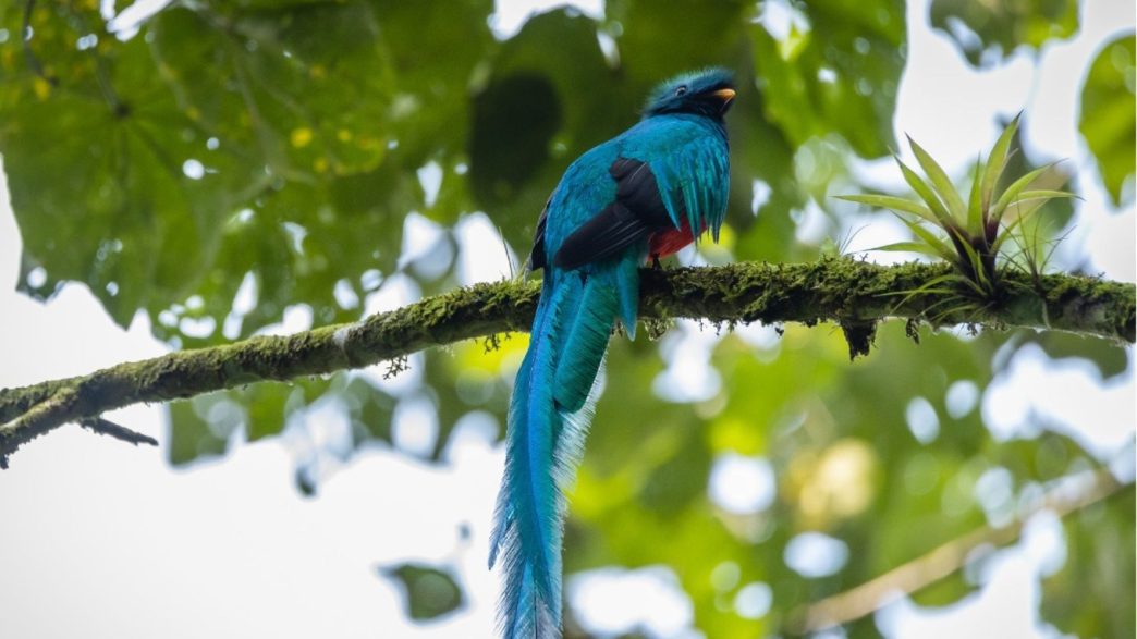 El quetzal habita principalmente en bosques nubosos y de montaña de Guatemala, ecosistemas esenciales para su alimentación, reproducción y supervivencia. (Foto: Conap / AUN)