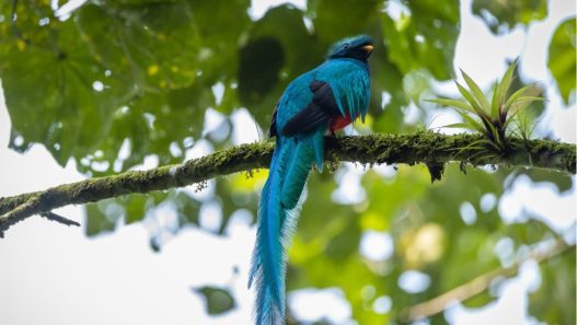 El quetzal habita principalmente en bosques nubosos y de montaña de Guatemala, ecosistemas esenciales para su alimentación, reproducción y supervivencia. (Foto: Conap / AUN)