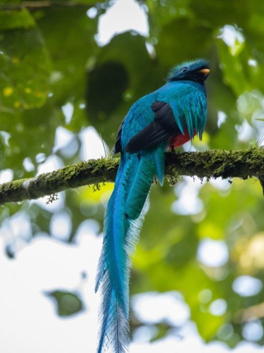 El quetzal habita principalmente en bosques nubosos y de montaña de Guatemala, ecosistemas esenciales para su alimentación, reproducción y supervivencia. (Foto: Conap / AUN)
