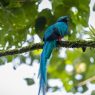 El quetzal habita principalmente en bosques nubosos y de montaña de Guatemala, ecosistemas esenciales para su alimentación, reproducción y supervivencia. (Foto: Conap / AUN)