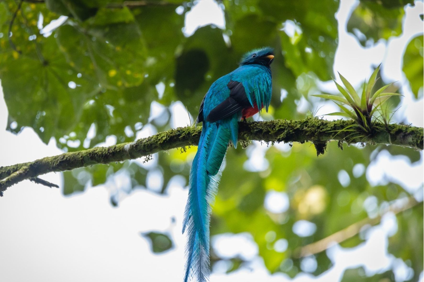 El quetzal habita principalmente en bosques nubosos y de montaña de Guatemala, ecosistemas esenciales para su alimentación, reproducción y supervivencia. (Foto: Conap / AUN)