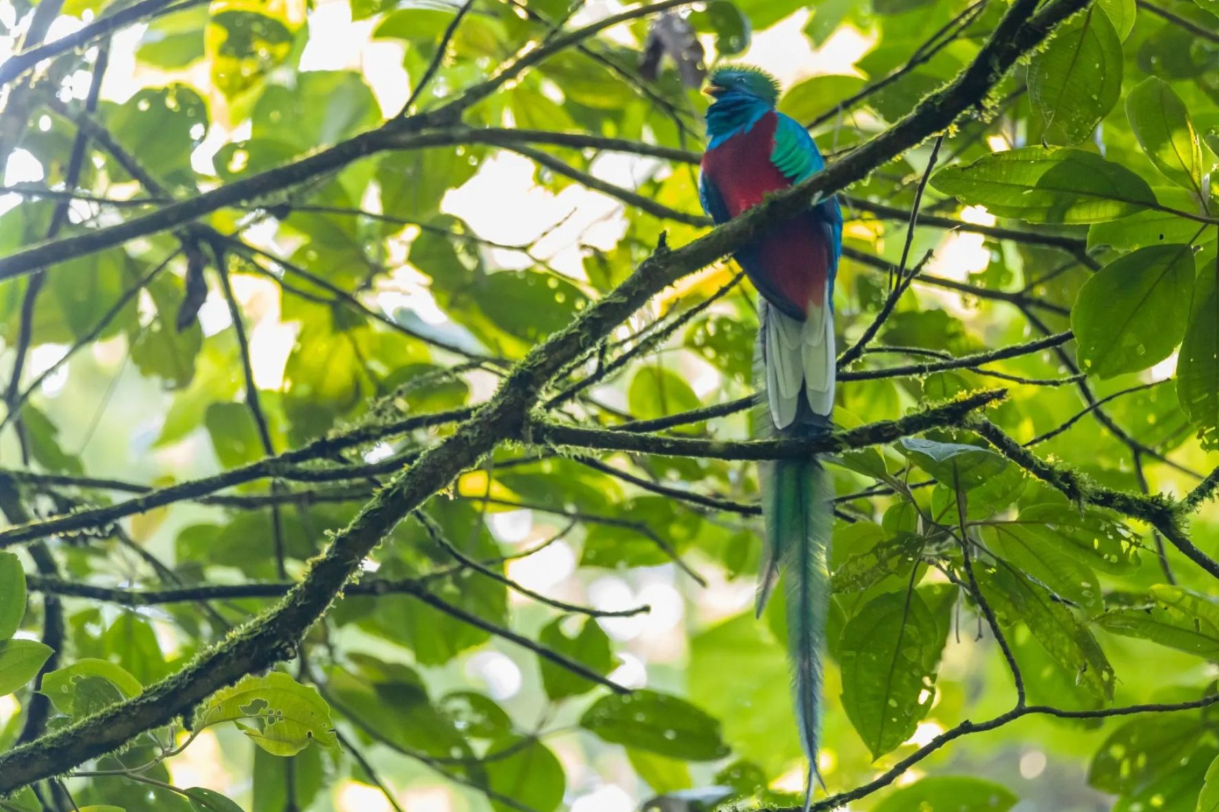Los frutos del aguacatillo constituyen una parte fundamental de la dieta del quetzal y aportan la energía necesaria para sobrevivir en las condiciones frescas y húmedas de su hábitat. (Foto: Conap / AUN)