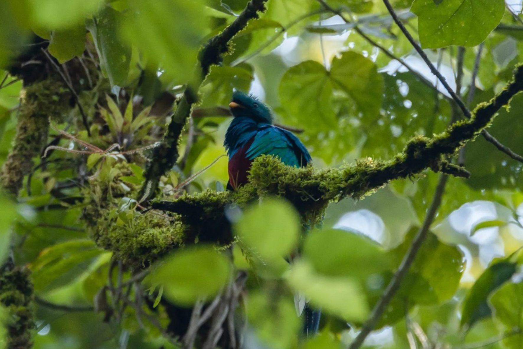 La pérdida y fragmentación de los bosques nubosos, provocada por la expansión agrícola, la tala ilegal y los incendios forestales, figura entre las principales amenazas para el quetzal en Guatemala. (Foto: Conap / AUN)