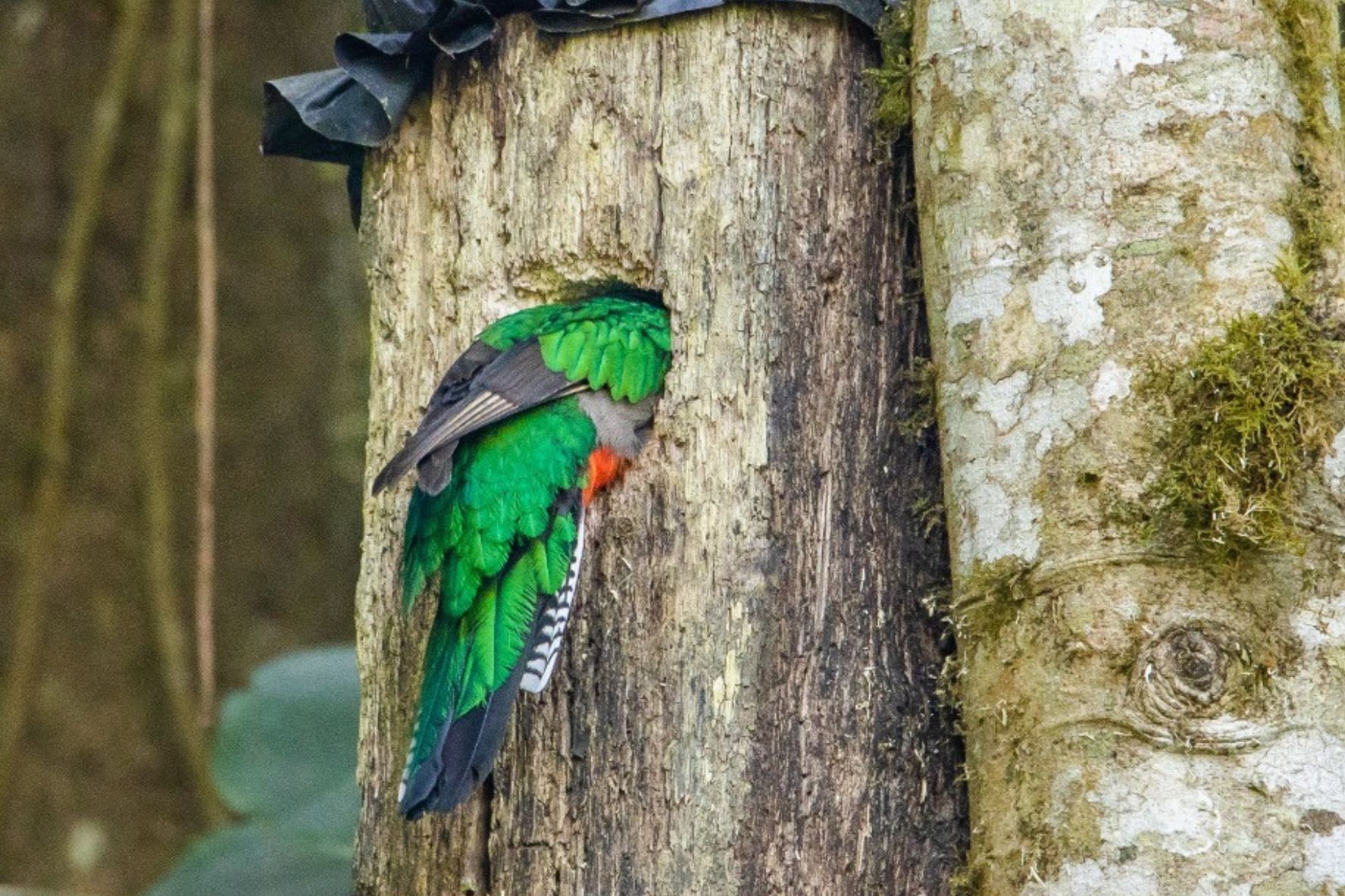 La protección de áreas naturales y la instalación de nidos artificiales forman parte de las acciones implementadas para favorecer la reproducción y conservación del quetzal en el país. (Foto: Conap / AUN)
