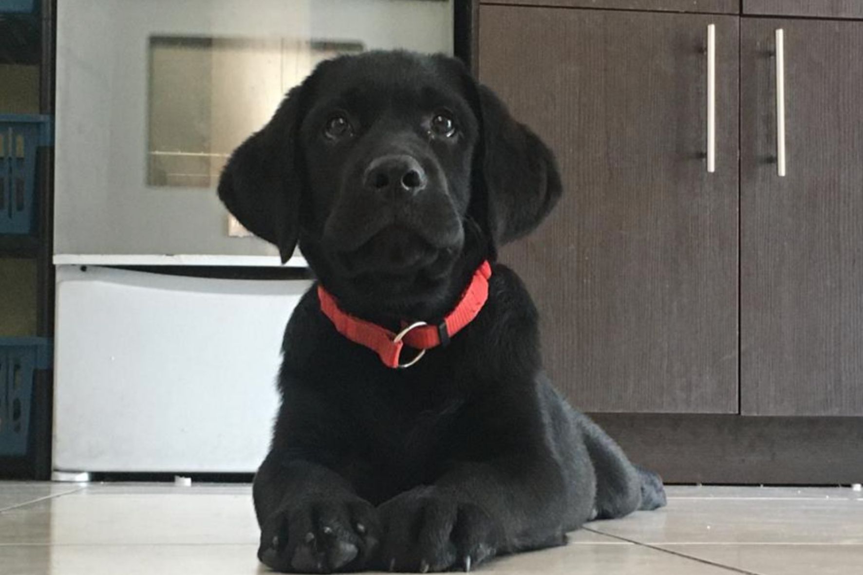 Expertos señalan que hay una tendencia mundial donde incorporan a las mascotas se les incorpora como un miembro más de la familia. (FOTO: MAGA / AUN)
