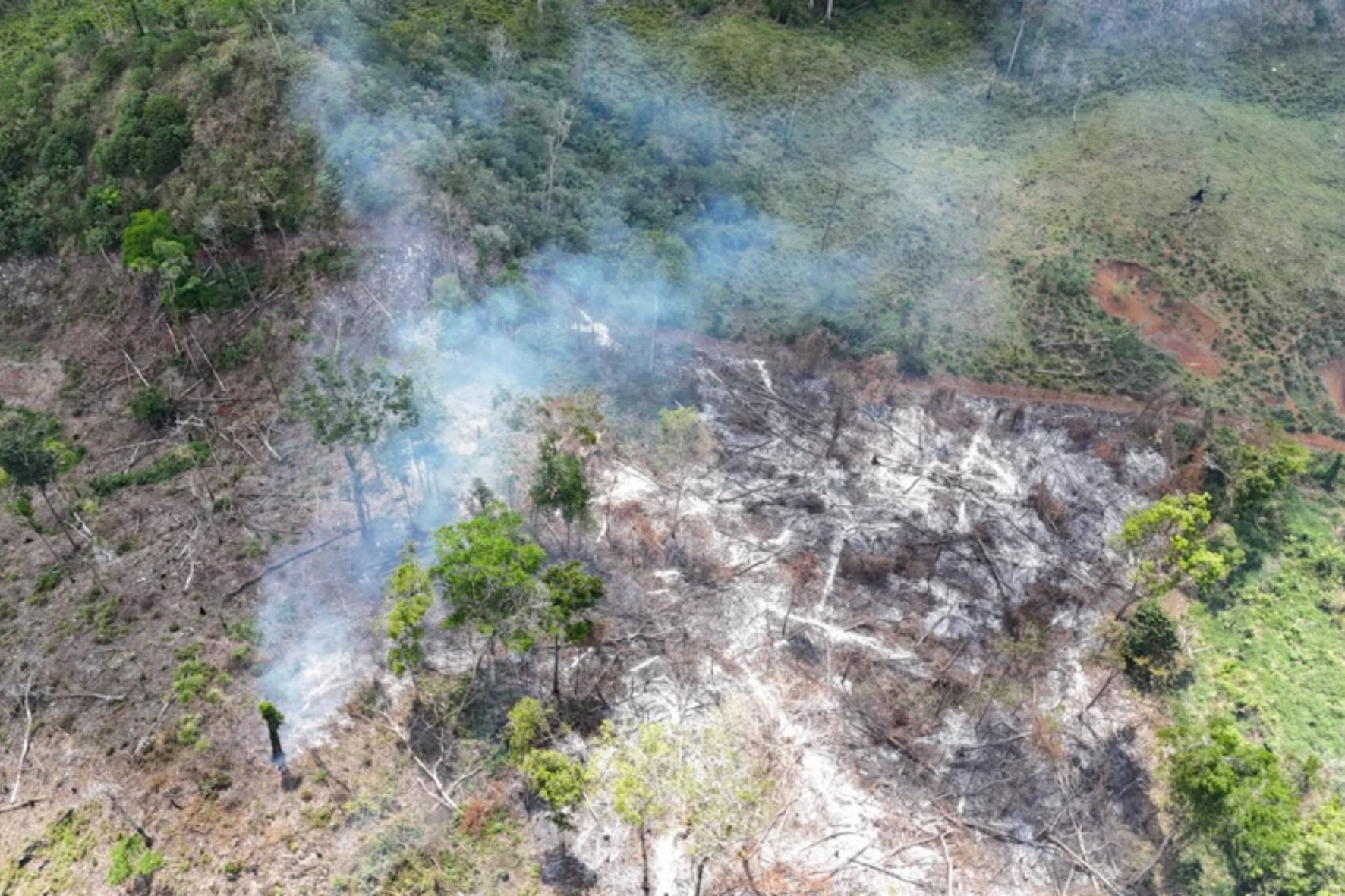 Durante 2025, las autoridades ambientales apoyaron la reforestación de aproximadamente 629 hectáreas mediante la producción de más de 400 mil árboles. (Foto: Conap / AUN)