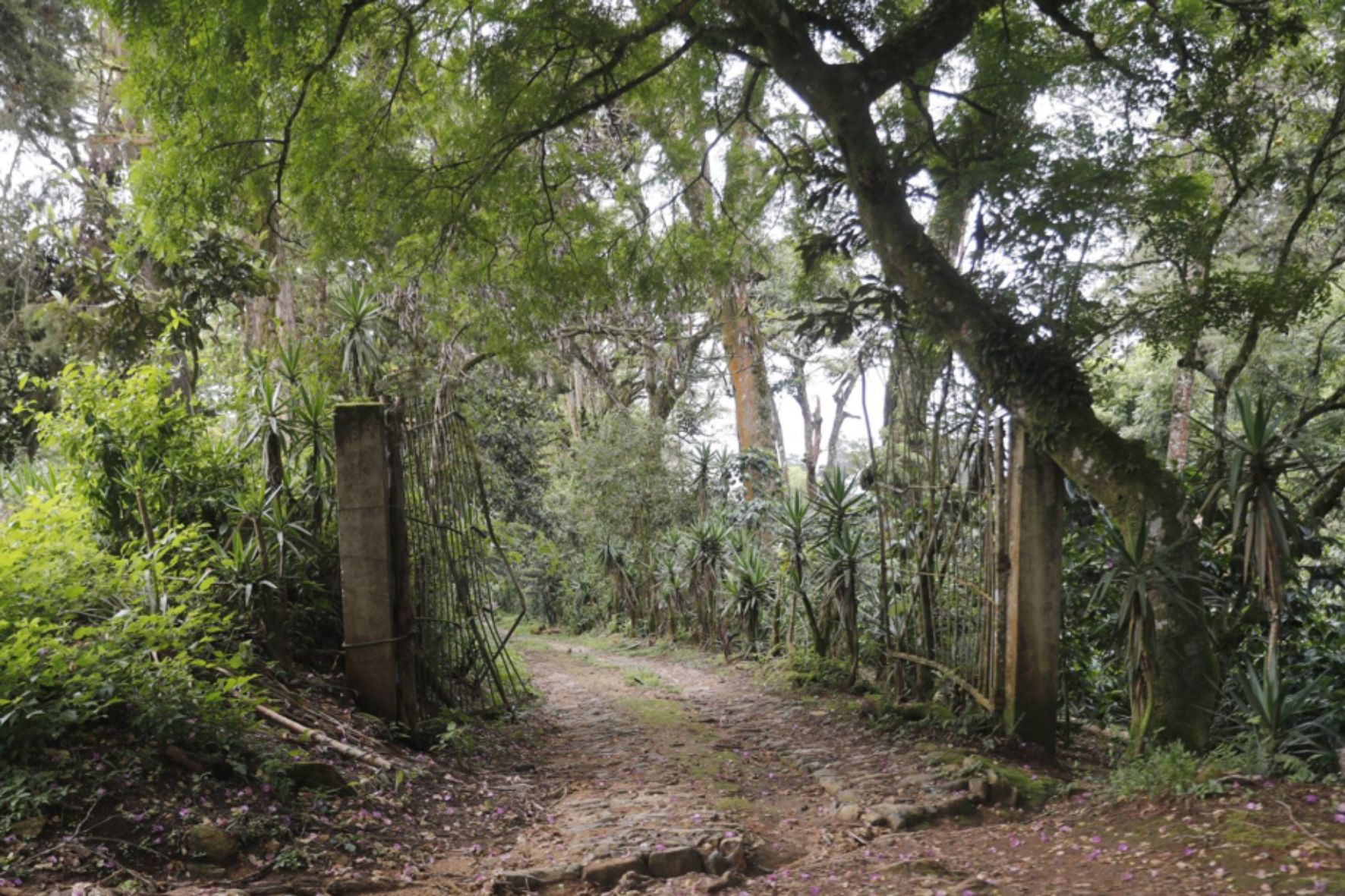 Petén, Alta Verapaz, Izabal y Quiché figuran entre los departamentos que han registrado importantes pérdidas de cobertura forestal en los últimos años. (Foto: Conap / AUN)