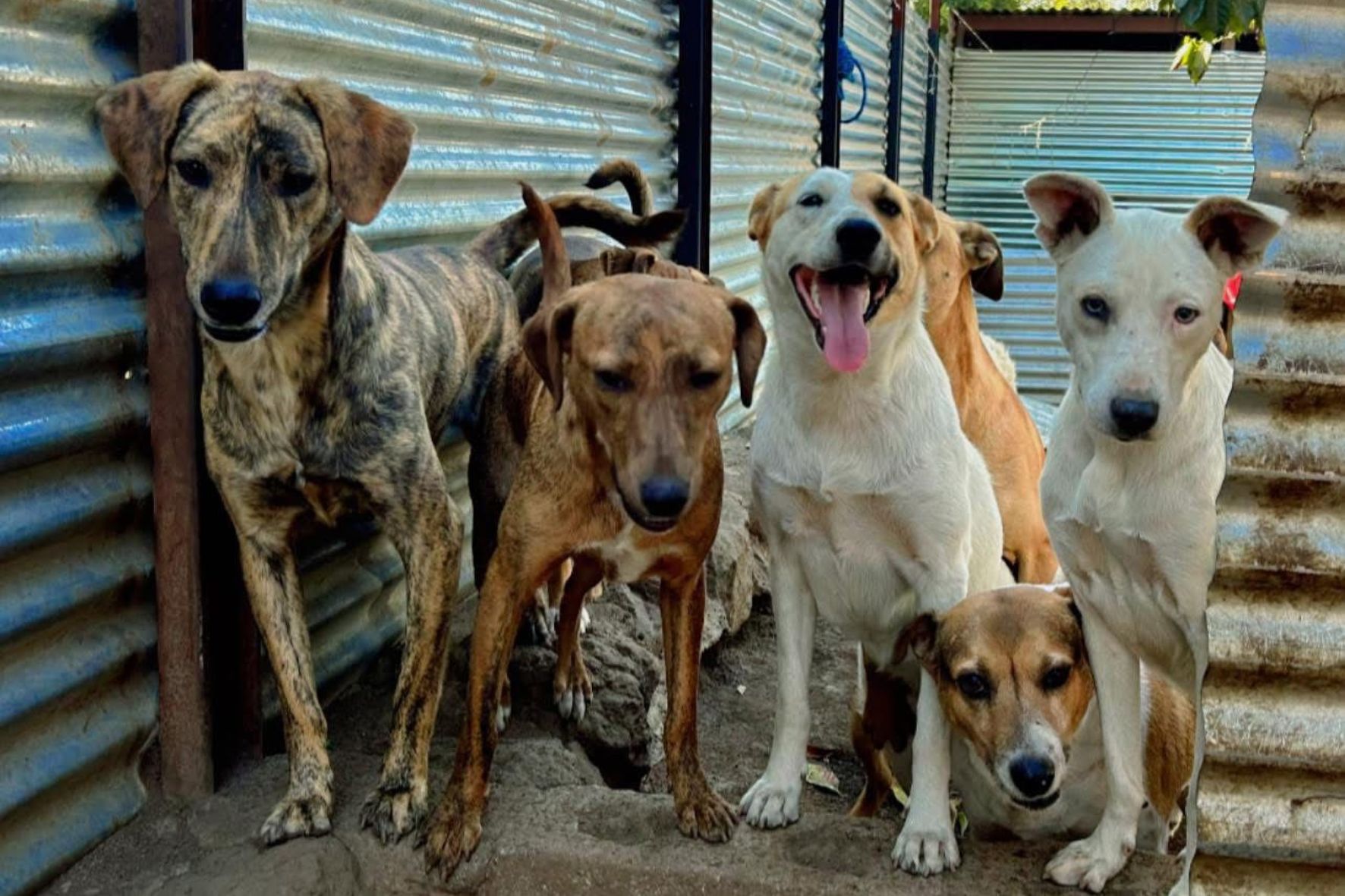 La falta de recursos y la escasez de adopción responsable complican la labor de los santuarios. (Foto: Refugio Peluditos Alotenango / AUN) 