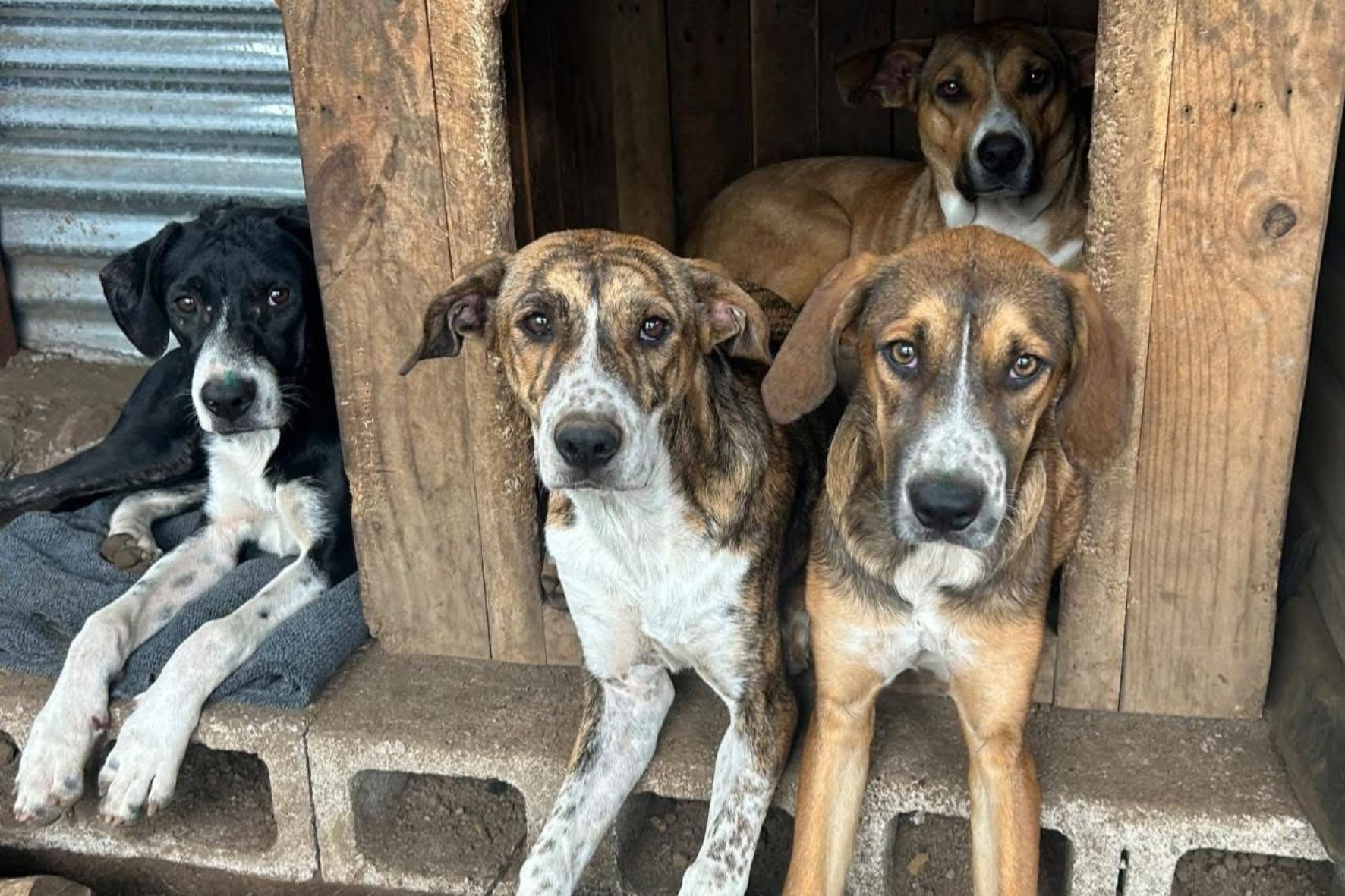 El MAGA, ente rector que vela por el bienestar animal, advierte sobre las consecuencias de la tenencia irresponsable. (Foto: Refugio Peluditos Alotenango / AUN)